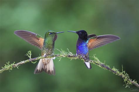 hummingbird f95zone
